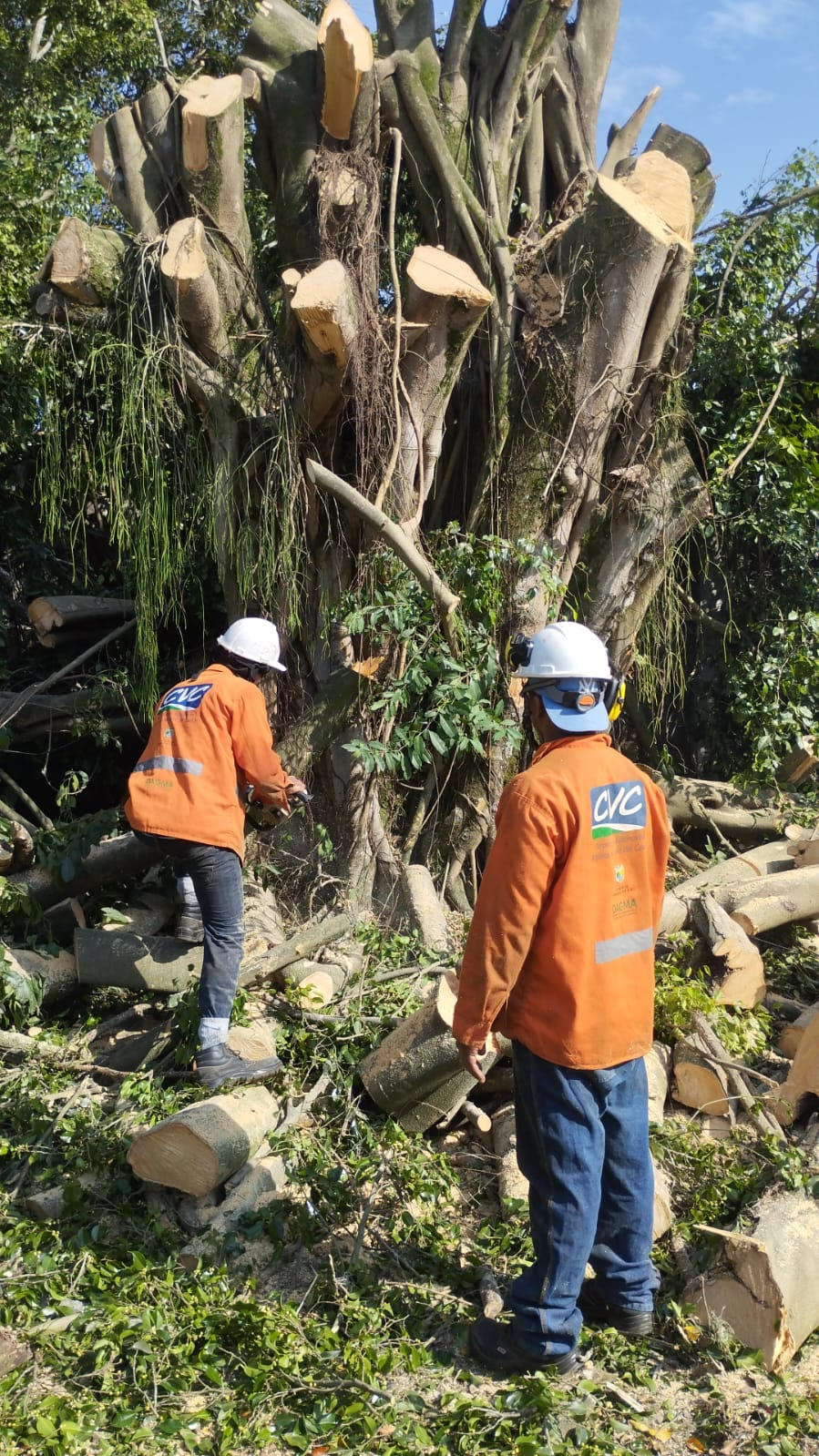 Gestión Silvicultural Urbana